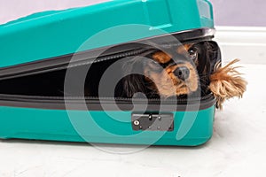 Humor photo of small, naughty cavalier king charles spaniel dog playfully peering out from inside suitcase.