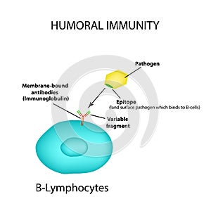 The humoral immunity. B lymphocytes. Antigen. Pathogen. Infographics. vector illustration