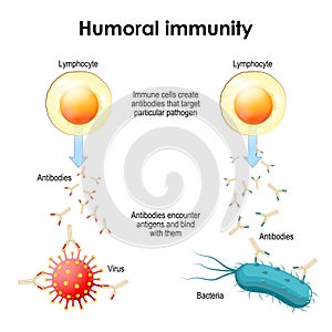Humoral immunity. Bacteria, Virus, Lymphocyte and Antibody. Immune cells photo
