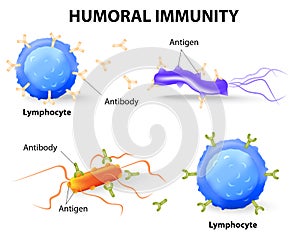 Humoral immunity. Lymphocyte, antibody and antigen