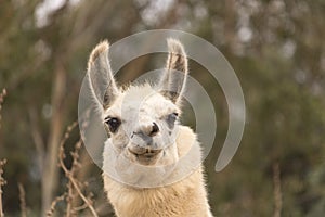 Humorous alert head shot of white smiling llama, alpaca has smile with teeth showing, ears up, kind eyes