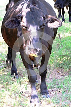 Humorous brown cow with fall leaf on nose - grass and trees