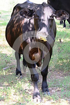 Humorous brown cow with fall leaf on nose - grass and trees