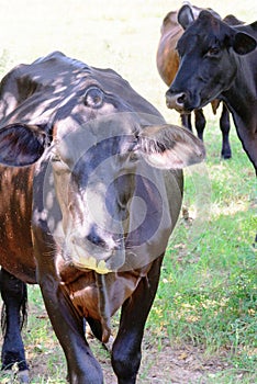 Humorous brown cow with fall leaf on nose - grass and trees