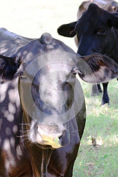 Humorous brown cow with fall leaf on nose - grass and trees