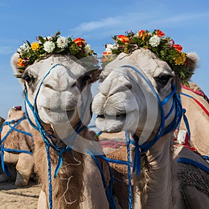 Humorous camels Wearing flower wreaths bring smiles to viewers