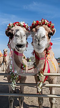 Humorous camels Wearing flower wreaths bring smiles to viewers
