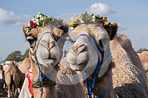 Humorous camels Wearing flower wreaths bring smiles to viewers