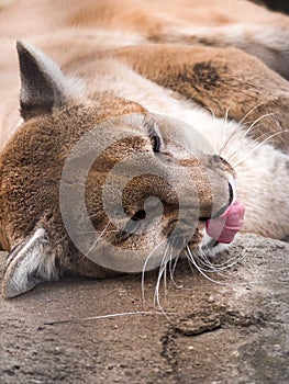 A humorous closeup wildlife portrait of a cougar or mountain lion laying down and licking its nose with tongue sticking out