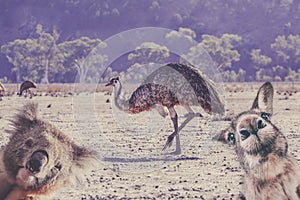 Humorous collage of Australian native animals.
