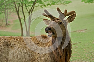 Humorous Elk