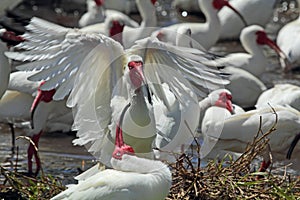 Humorous group of white ibis in Florida.