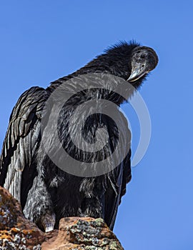 Humorous Juvenile California Condor