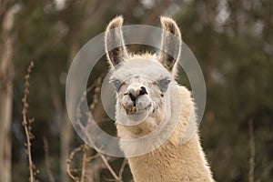 Humorous llama showing teeth, aggressive alpaca, evil smile with ears up close up head shot