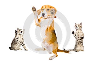 Humorous photo dog surrenders two attackers cats