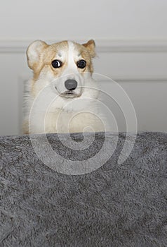 Humorous photo of domestic dog looking trough sofa. Funny portrait of little dog.