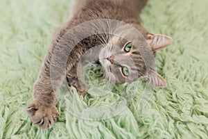 Humorous photo of grey cat sleeping on green carpet, sleepy cat, domestic kitten, funny lazy dreaming cat