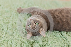 Humorous photo of grey cat sleeping on green carpet, sleepy cat, domestic kitten, funny lazy dreaming cat