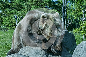 Humorous photo of grizzly bear resting on a rock