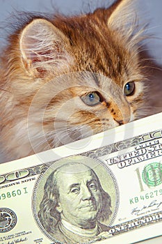 Humorous portrait of little beautiful cat protects US Dollar bills. Money security concept