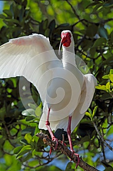 Humorous pose for a white ibis in Florida.