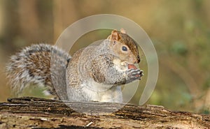 A humorous shot of a cute Grey Squirrel Scirius carolinensis eating an acorn sitting on a log.