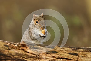 A humorous shot of a cute Grey Squirrel Scirius carolinensis holding an acorn cupped in its paws.