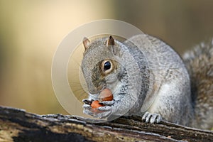 A humorous shot of a cute Grey Squirrel Scirius carolinensis holding two hazel nuts sitting on a log.