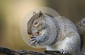 A humorous shot of a cute Grey Squirrel Scirius carolinensis holding two hazel nuts sitting on a log.