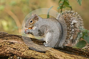 A humorous shot of a cute Grey Squirrel Scirius carolinensis trying to carry two nuts one in its mouth and one in its paws sitti