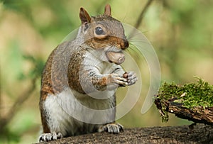 A humorous shot of a cute Grey Squirrel Sciurus carolinensis sitting on a log with an acorn in its mouth.