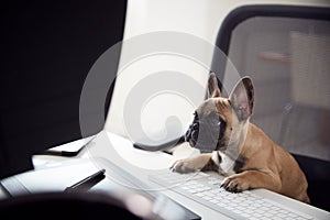 Humorous Shot Of French Bulldog Puppy Sitting In Chair At Desk Looking At Computer