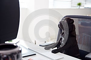 Humorous Shot Of French Sharpei Puppy Sitting In Chair At Desk Looking At Computer