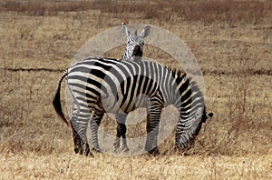 Humorous shot of zebra foal resting head on mum in savannah, Tanzania
