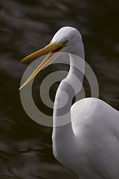 Humorous shout out from Great Egret