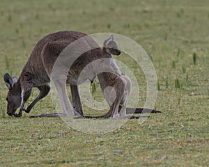 Humorous sight of young kangaroo leaning on mother