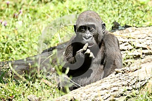 Humourous Gorilla