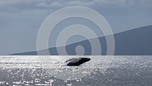 Hump Back Whale Breaching