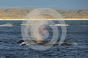 hump back whales photo