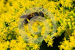 Hump-backed Beewolf - Philanthus gibbosus