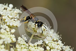 Hump-backed Beewolf - Philanthus gibbosus