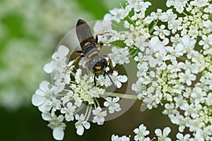 Hump-backed Beewolf - Philanthus gibbosus