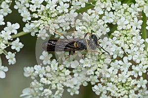 Hump-backed Beewolf - Philanthus gibbosus