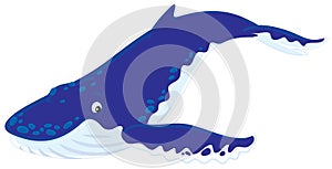 Hump-backed whale