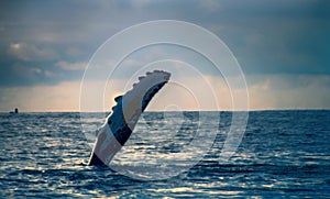 Hump-backed whale slaps water with huge fin