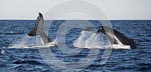 Hump backed whales