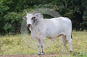 Hump backed Zebu