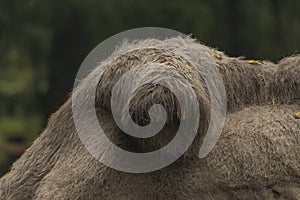 Hump of brown female camel in autumn wet rainy day