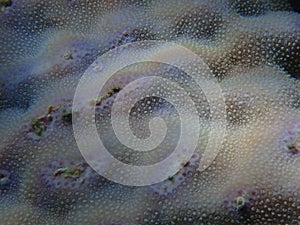 Hump coral or lobe coral (Porites lobata) undersea, Red Sea