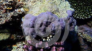 Hump coral or lobe coral (Porites lobata) undersea, Red Sea